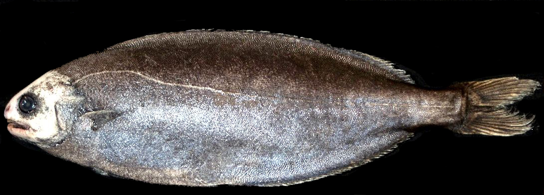 Schedophilus medusophagus_03.jpg